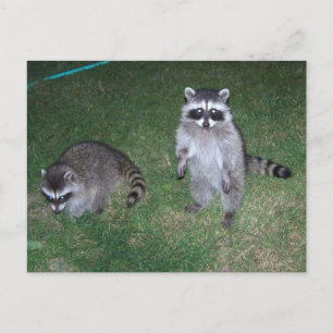 Postal Raccoon Postcard