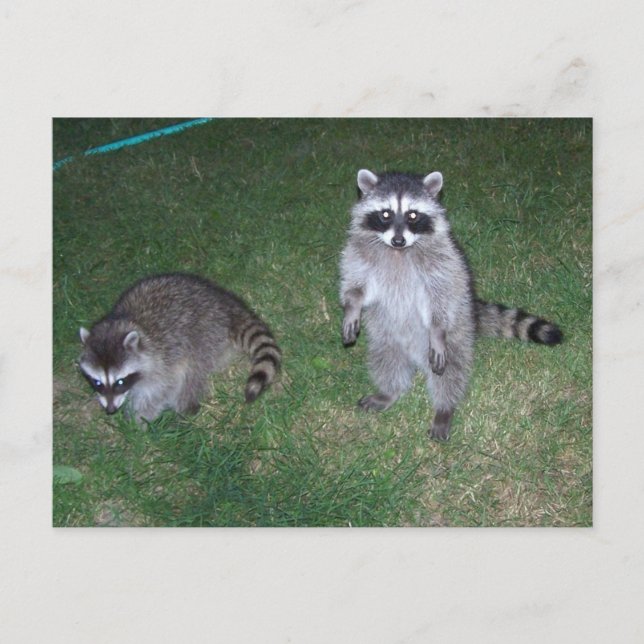 Postal Raccoon Postcard (Anverso)