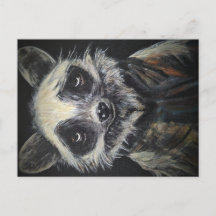 Raccoon Postcard