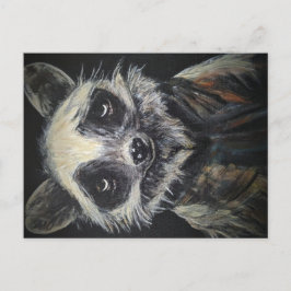 Postal Raccoon Postcard