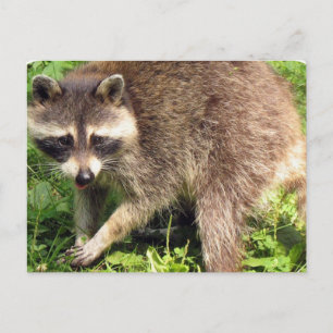Postal Raccoon Postcard
