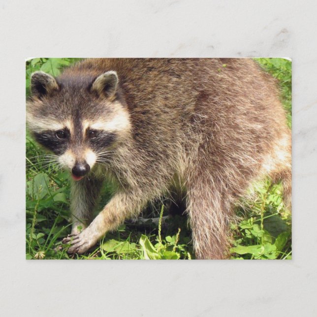 Postal Raccoon Postcard (Anverso)