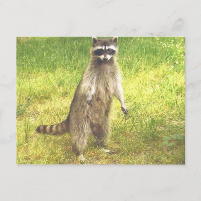 Postal Raccoon Postcard (Anverso)