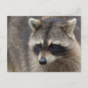 Postal Raccoon, Procyon lotor, Florida