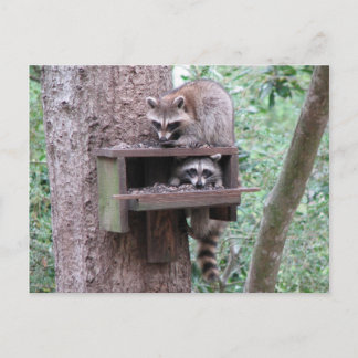 Postal Raccoon Rascals Postcard
