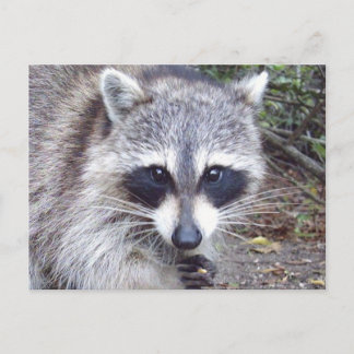 Postal Raccoon Wildlife Series # 8 Postcard