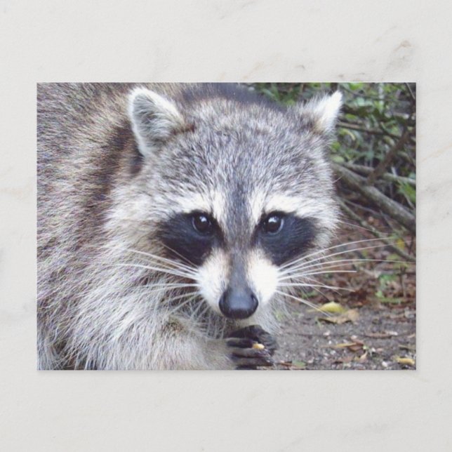 Postal Raccoon Wildlife Series # 8 Postcard (Anverso)