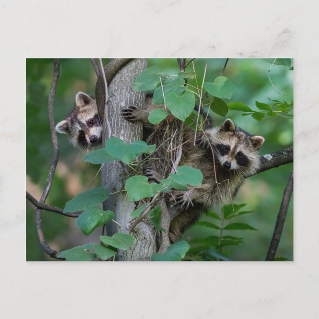 Postal Raccoons de bebé (Anverso)