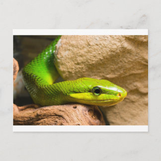 Postal Racer de cola roja