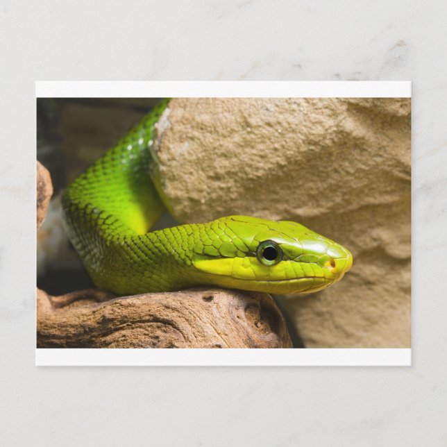 Postal Racer de cola roja (Anverso)