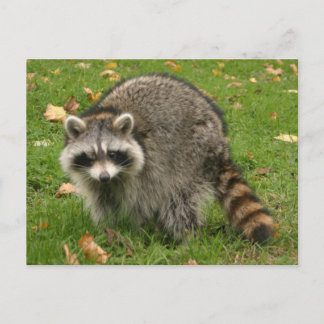 Postal Racoon