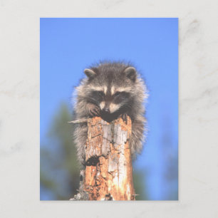 Postal Racoon en Stump