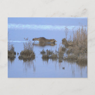 Postal Racoon Swimming Photo Postcard