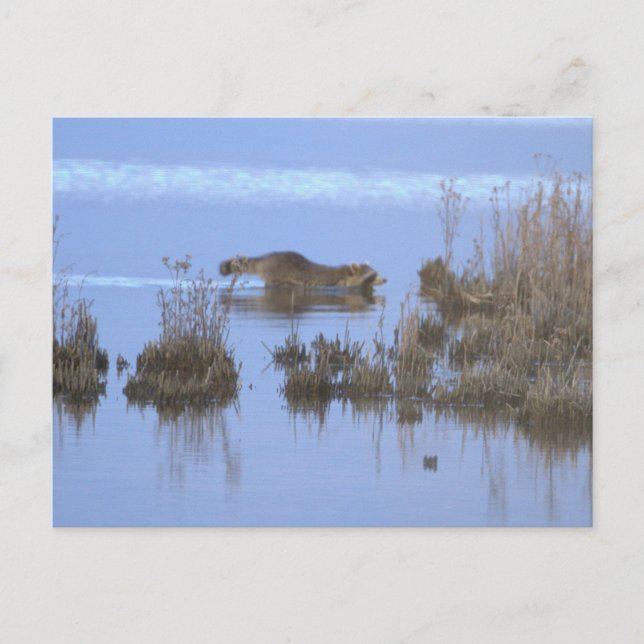 Postal Racoon Swimming Photo Postcard (Anverso)
