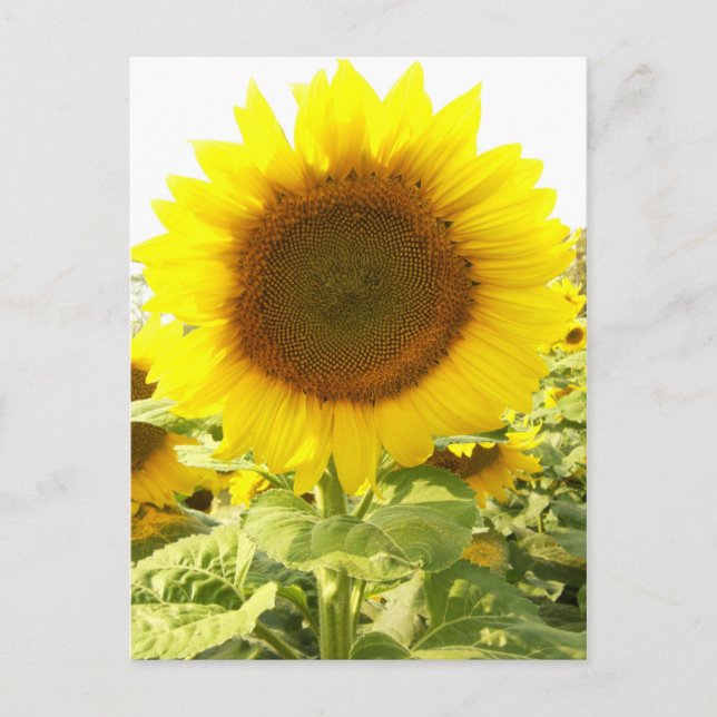 Postal Radiación de girasol (Anverso)