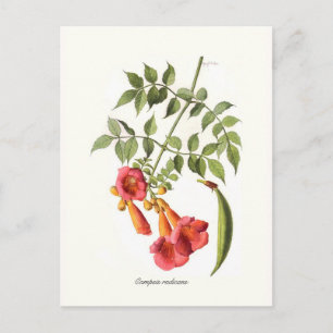 Postal Radicales de Campsi, Vino de Trumpet.