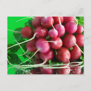 Postal Radish