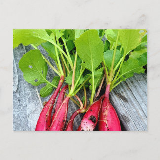 Postal Radish del mercado de los agricultores