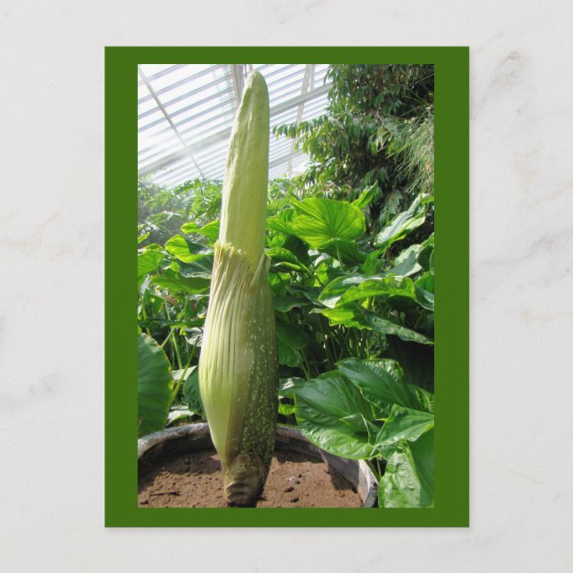 Postal Rafflesia arnoldii (Anverso)