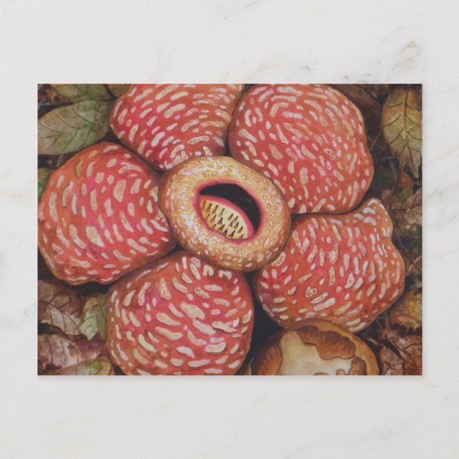 Postal Rafflesia De Borneo Watercolor Art (Anverso)