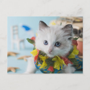 Postal Rag Doll Kitten y vacaciones de verano