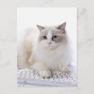Postal Ragdoll cat en el teclado del ordenador