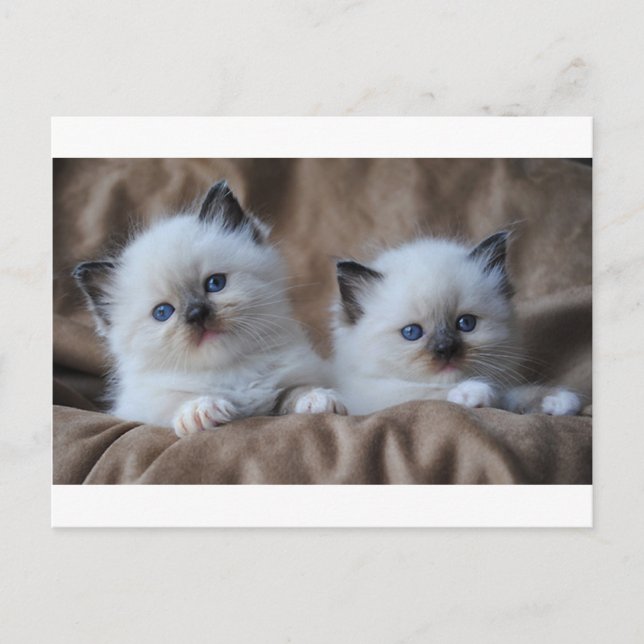 Postal Ragdoll Kittens (Anverso)