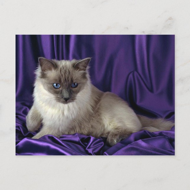 Postal Ragdoll, punto azul (Anverso)