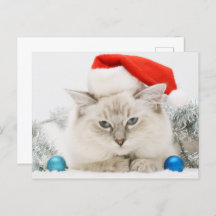 Ragdoll usando Santa Hat