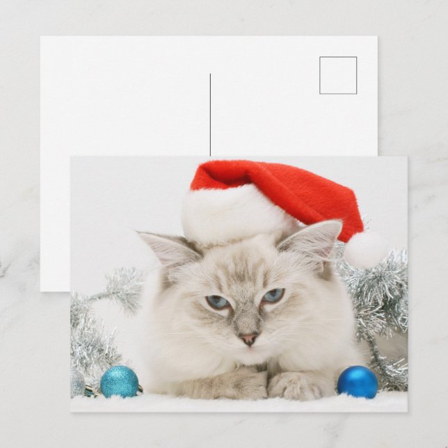 Postal Ragdoll usando Santa Hat (Anverso / Reverso)