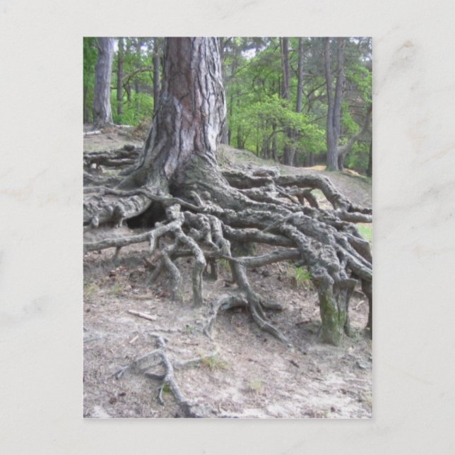 Postal Raíces (Anverso)