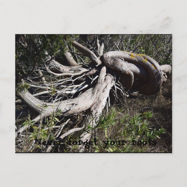 Postal Raíces (Anverso)