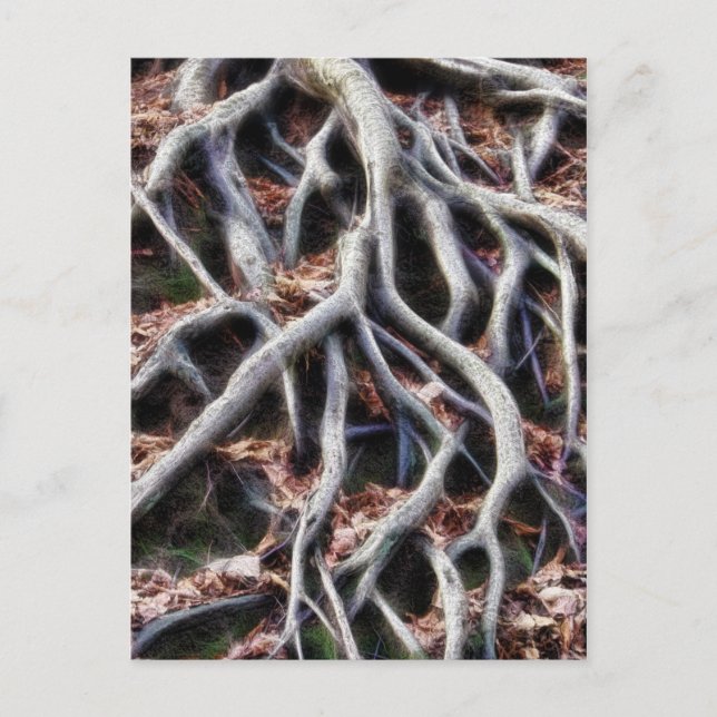 Postal Raíces de árbol de significación (Anverso)