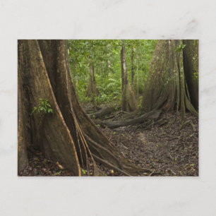 Postal Raíces de Contrafuerte. Selva Tropical, Mapari Rup