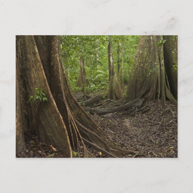Postal Raíces de Contrafuerte. Selva Tropical, Mapari Rup (Anverso)