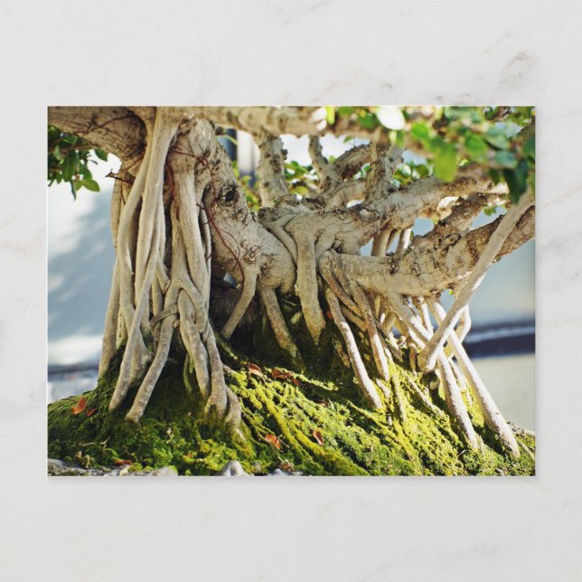 Postal Raíces del árbol Ficus Banyan Bonsai (Anverso)