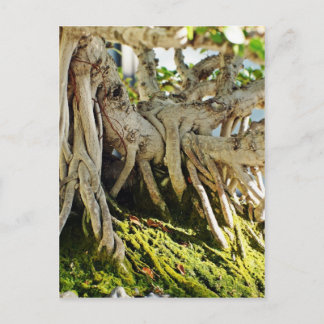 Postal Raíces del árbol Ficus Banyan Bonsai