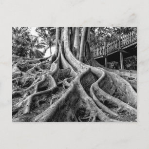 Postal Raíces masivas de árbol de caucho