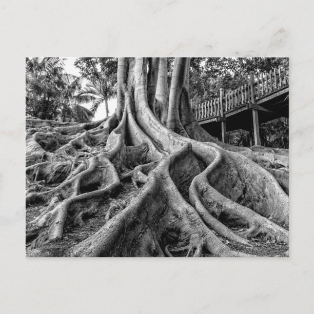 Postal Raíces masivas de árbol de caucho (Anverso)