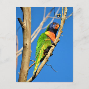Postal Rainbow Lorikeet