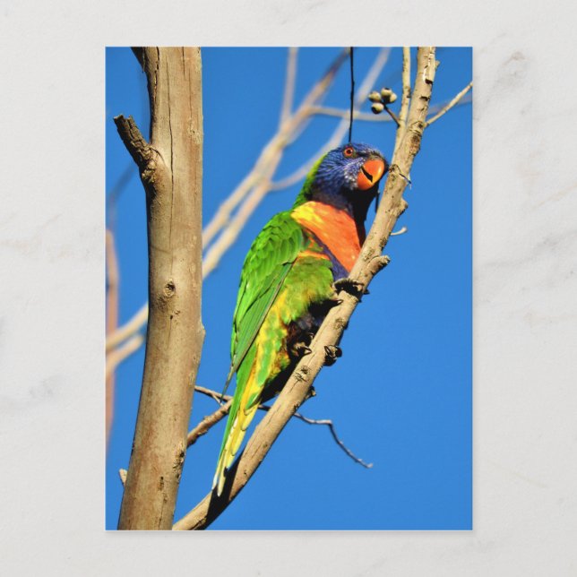 Postal Rainbow Lorikeet (Anverso)