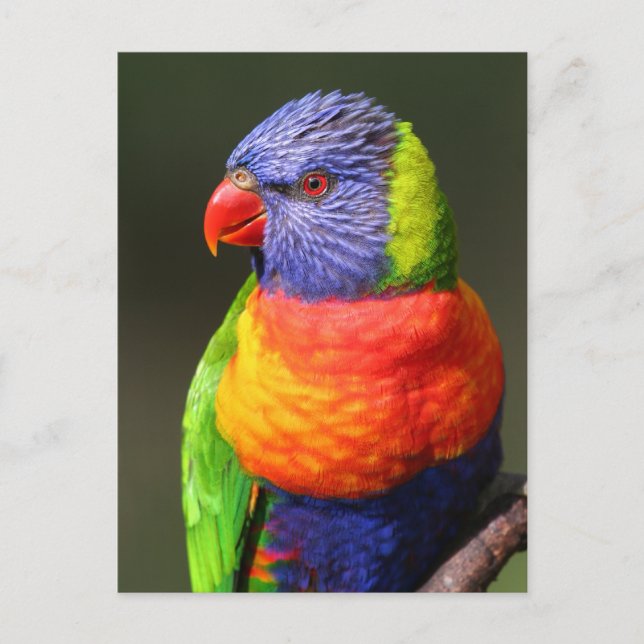 Postal Rainbow Lorikeet (Anverso)