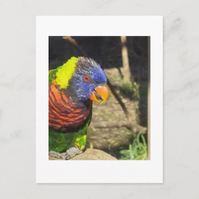 Postal Rainbow Lorikeet (Anverso)