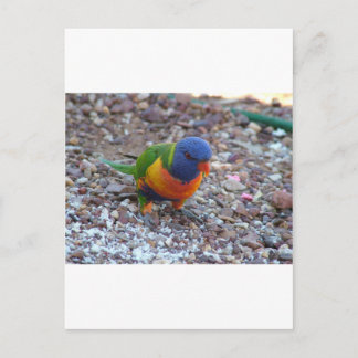 Postal Rainbow Lorikeet