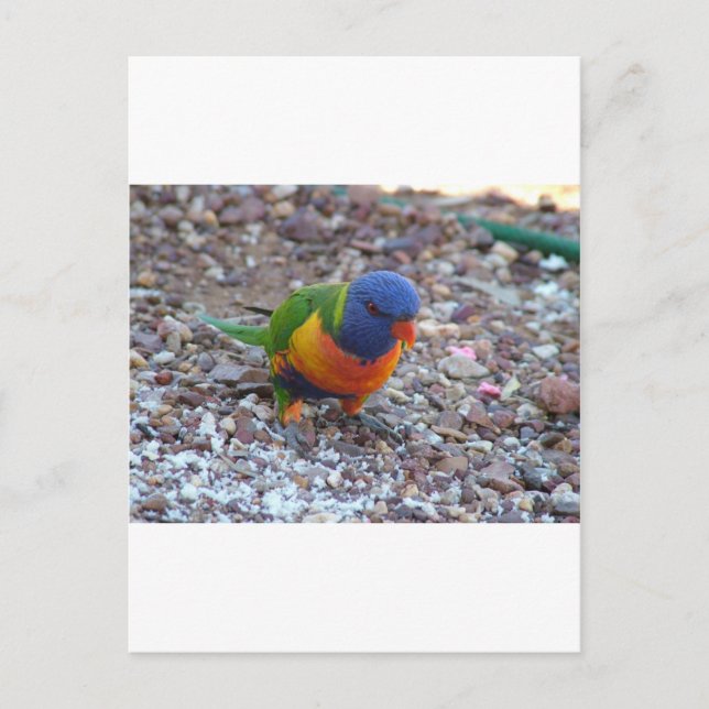 Postal Rainbow Lorikeet (Anverso)