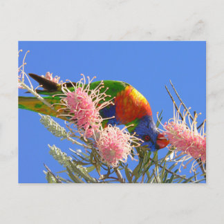 Postal Rainbow Lorikeet