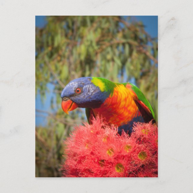 Postal Rainbow Lorikeet, Australia (Anverso)