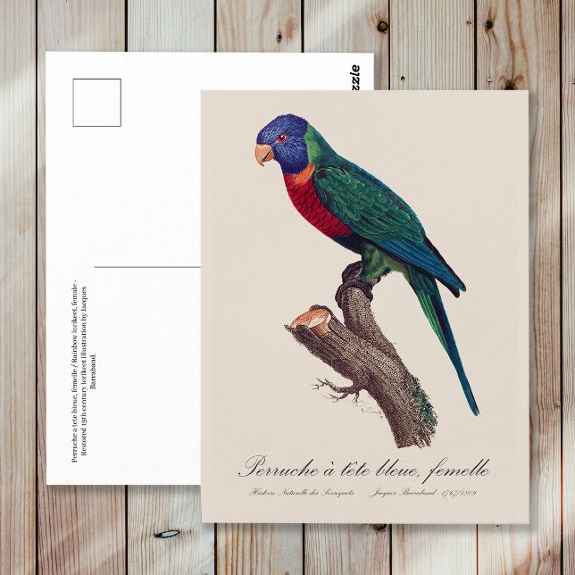Postal Rainbow lorikeet female, Trichoglossus moluccanus (Perruche a tete bleue, femelle / Rainbow lorikeet, female. Postcard)
