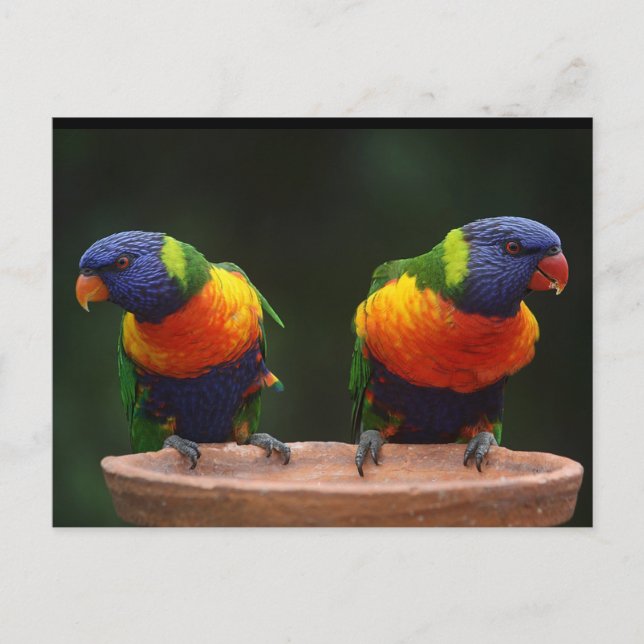 Postal Rainbow Lorikeet Parrots (Anverso)