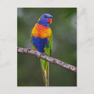 Postal Rainbow Lorikeet Trichoglossus Haematodus Parrot